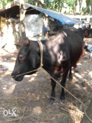 Black Cow In Payyannur