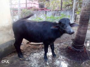 Black Cow In Vadakkummuri