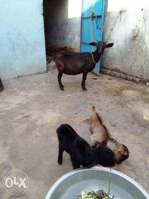 Black Goat And 2 Goat Kids