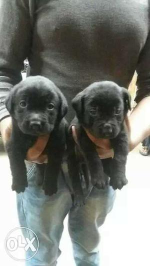 Black Labrador Retriever Puppies