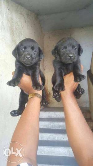 Black Labrador puppies available all breeds