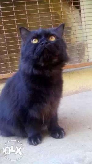 Black Long Fur Cat