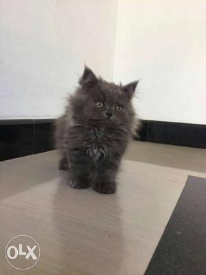 Black Persian Kitten