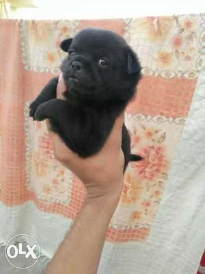 Black Smooth Coated Newborn Puppy