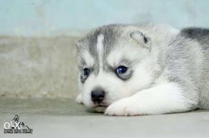 Black and white, blue eyes Siberian Husky