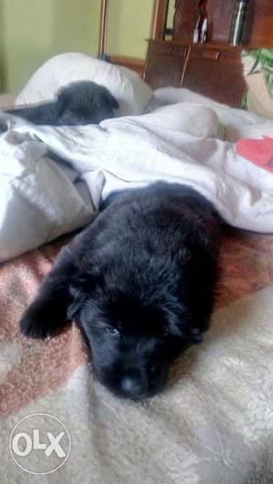 Black color rear GSD male puppy available