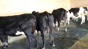 Black hf cow in 20 litre milk
