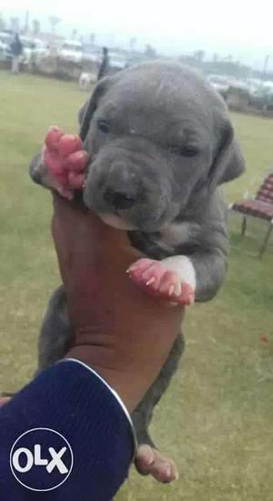 Blue And White American pitbullPuppy femal pup avlival