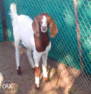 Bore goat for sell