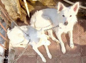 Both dogs for sell Pure Male & spitz pair for