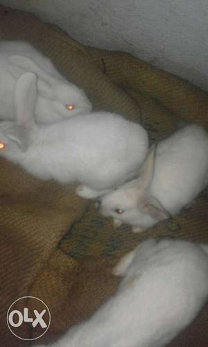 Briad rabbits and babys