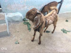 Brown And Beige Anglo Nubian Goat