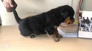 Brown And Black Rottweiler Terrier Puppy