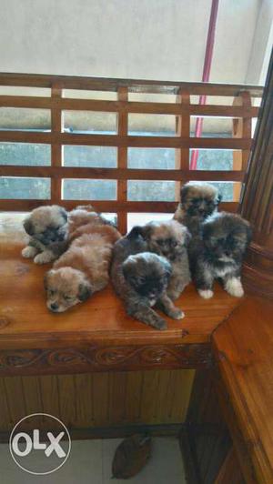 Brown And Gray Short Coated Puppies Brood