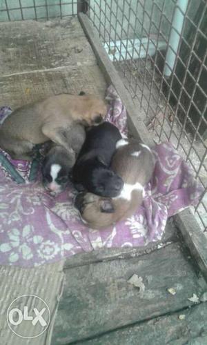 Brown Black And White Puppy Litter