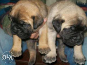 Bull Mastiff Sell At Very Good Prices Call Now
