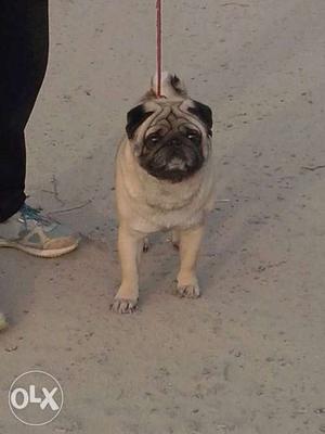 Champion pug male for cash matting