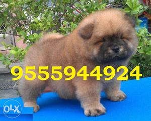 Chow Chow pup for sell in Delhi
