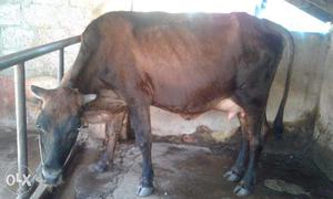 Cow dark colour