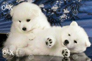 Cute snow white spitz pomeranian puppies for sell