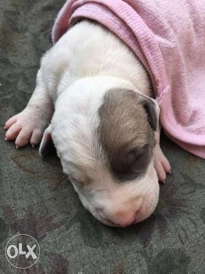 Dayold White Tan American Pit Bull Terrier Puppy