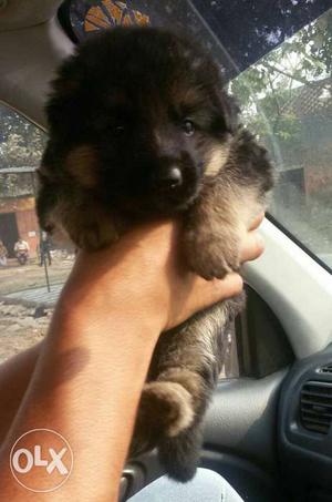 Deal of German Shepard pups available