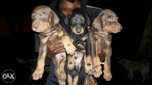 Doberman chocolate and female puppies available