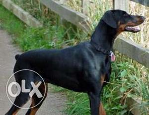 Doberman chocolate and female puppy available pure sell in