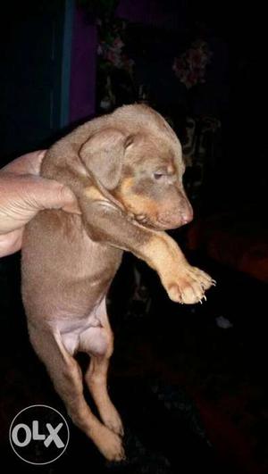 Doberman male and female puppies available