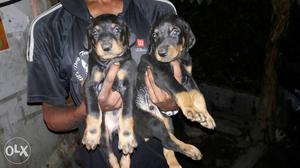 Doberman male and female puppies available all