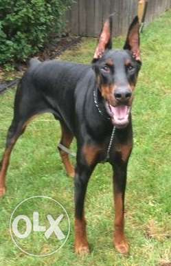 Doberman puppies available best quality sell for sons kennel