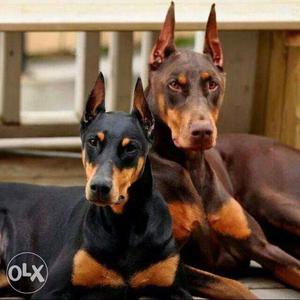 Doberman puppy 2 manth age sell for sons kennel