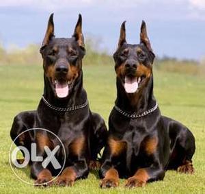 Doberman puppy Big heavy line best pure sell for sons kennel