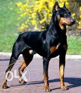 Doberman puppy male & female just low price sell in sons