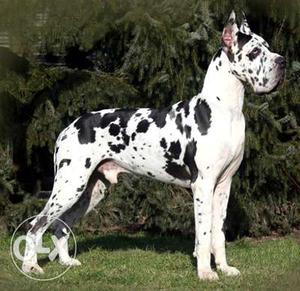 Dog kennel 786 =]World's tallest dogs,Great dane, female pub