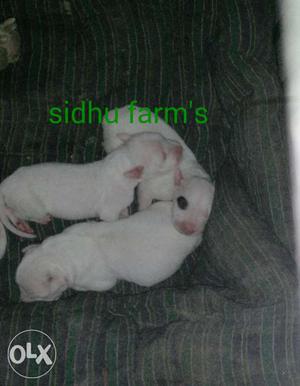 Dogo Argentino pups for sale..