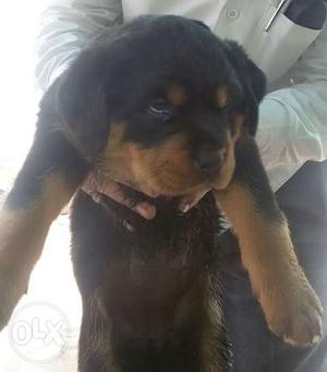 EXTRA ORDINARY Rottweiler male puppy
