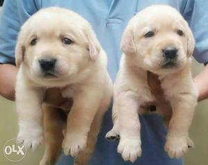 Excellent quality lab puppies for sale for more