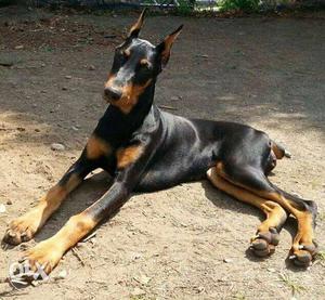 Exellent quality Doberman Puppies import Father sell