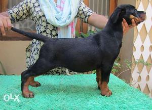 Extra ordinary Show quality and champion Lineage Pups