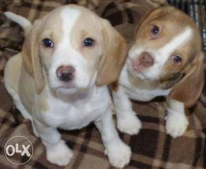 Fawn And White Beagle Puppies