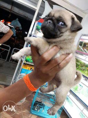 Fawn colour pug female Puppies available for sale