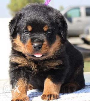 Female Rottweiler Pup Super Quality