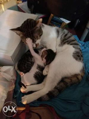 Female cat with 2 kittens.