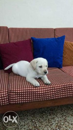 Female labrador pup 50 days old for adoption.