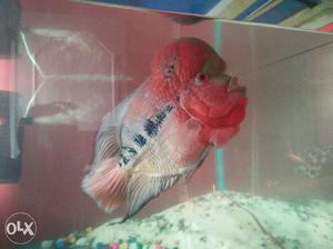 Flower horn fish with very good and active it's 4