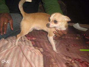 For sell (*) CHIHUAHUA, POODLE, MALTESE (*) for sell
