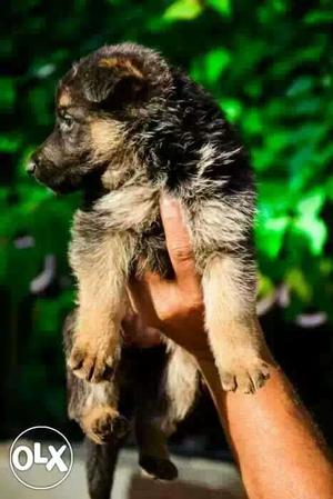 GERMAN SHEPHERD 1 month old puppies male 