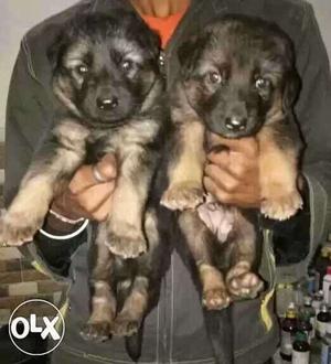 GERMAN SHEPHERD adorable 1 month old puppies male