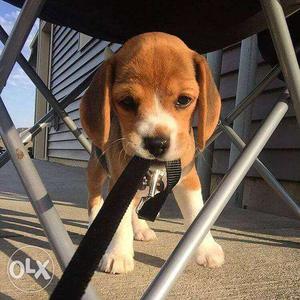Garry KENNEL= Beagle puppies available nice